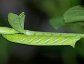 Eumorpha fasciatus, the Banded Sphinx